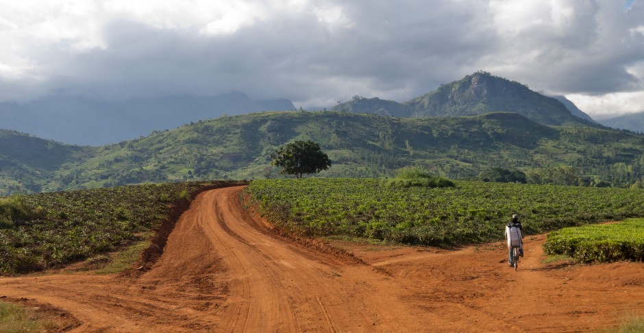 Teeplantagen in der Nähe von Thylyo